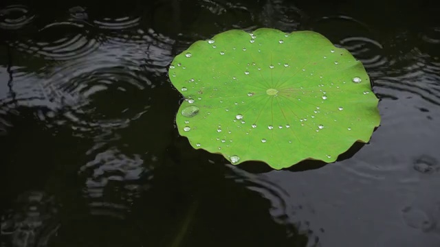 雨点落在荷叶上，鸟瞰图，近景