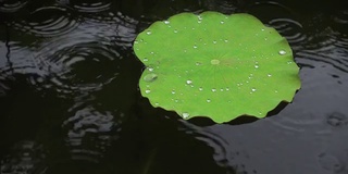 雨点落在荷叶上，鸟瞰图，近景