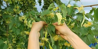 健康的少女从树枝上采摘菩提花。