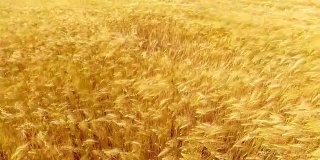 飞过金色的麦田，在美丽的夏日日落。黄色的小麦在微风中摇摆