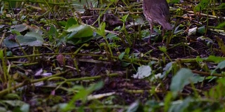 画眉鸟(Turdus)捡起潮湿的泥土，找到虫子、毛毛虫并吃掉它们。画眉很快地用它的嘴吐出泥土和干草。