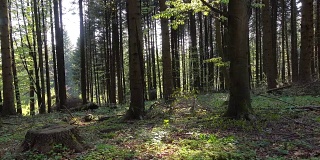阳光明媚的小林间空地，有树桩和倒下的树枝