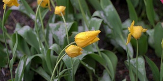 对比的概念。花和雪。冬季和夏季。冷和热