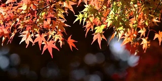 明亮、充满生气的秋叶在早晨的阳光下闪闪发光