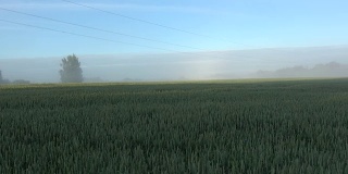 春天的晨雾和农田里的日出