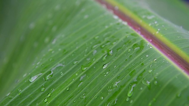 雨点落在香蕉叶上。