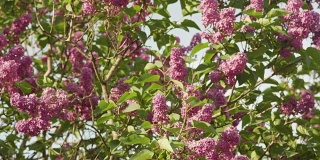 紫色的丁香树