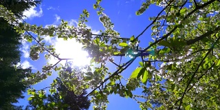 慢镜头太阳镜头光晕树枝，自然开花樱桃树春天