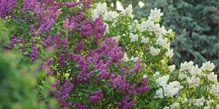 紫色和白色的丁香树