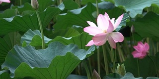 粉红色的荷花和叶子在争风夺水