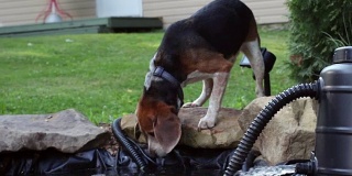 夏天，小猎犬在后院的池塘里喝水