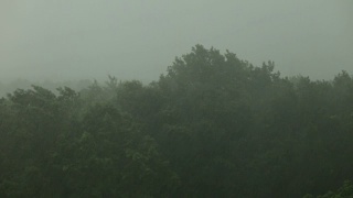 大雨和大风使树木摇晃。飓风。视频素材模板下载