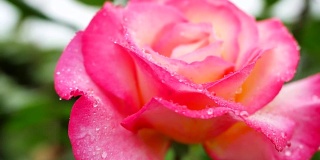 一朵缀着露珠的美丽的粉红玫瑰。