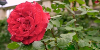 一朵缀着露珠的大红玫瑰。