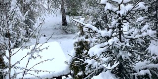 冬天下雪，覆盖着冷杉。慢动作