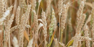 农业作物害虫。小麦小穗上的粒黑甲虫