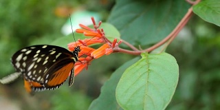 美丽的蝴蝶坐在花上