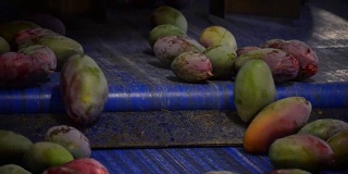芒果系列水果产业化