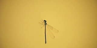 一只蜻蜓从黄墙上飞下来的超级慢动作镜头