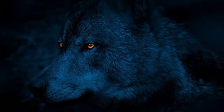 狼的侧视图与发光的眼睛在晚上
