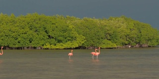 近距离观察:一群粉红色的火烈鸟正在起飞，飞过尤卡坦半岛的里约热内卢Lagartos