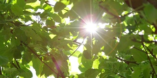 慢镜头近景阳光透过茂密的绿叶在树冠