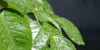 雨后在阳光明媚的日子里，雨滴落在郁郁葱葱的绿色玫瑰叶子上