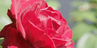 慢镜头特写:小水滴滴在红色天鹅绒玫瑰上