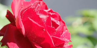 慢动作近距离观察:雨点落在红色天鹅绒玫瑰花上