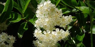 近距离观察:小的白色接骨木花盛开在阳光明媚的春天