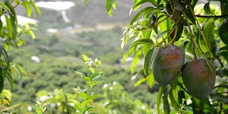 芒果是热带水果挂在树上的一种热带果树
