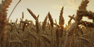 精选优质小麦日落时的成熟小穗。4K慢动作视频