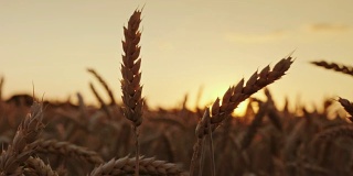 美丽的小麦在日落。优质精选小麦的优良品级