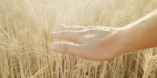 日落时分，一个男人的手正在看着黄麦成熟的小穗。美丽的亮点在框架。慢动作视频