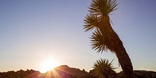 约书亚树国家公园沙漠日落