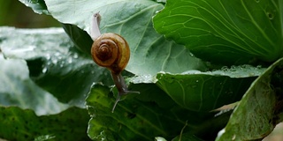 小蜗牛在雨滴的时候爬在菜叶上。