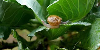 小蜗牛在雨滴的时候爬在菜叶上。