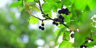 花园里有黑醋栗浆果。特写镜头滑块。