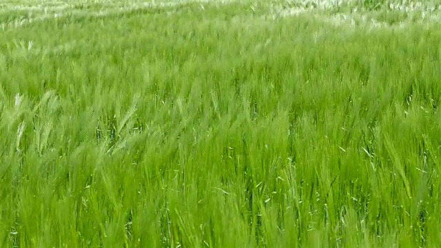 田野绿油油的麦浪被风吹动，大自然的背景，千山万水