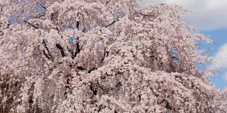 小樱。日本樱花。粉红色的春花背景