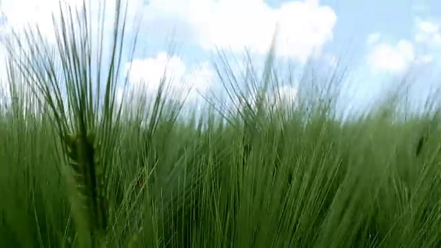 田野绿油油的麦浪被风吹动，大自然的背景，千山万水