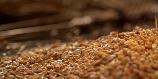 麦粒以慢镜头落下，背景是一捆小麦。在滑块上拍摄
