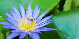 蜂群蓝莲花