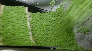 绿色豌豆，食品工业视频素材模板下载