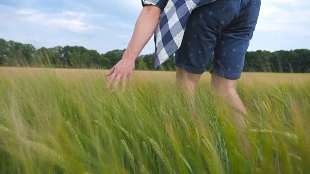 男人的手在田里移动着小麦。绿草如茵的草地，夏日里人们用手抚摸着种子。一个家伙穿过麦田。慢镜头