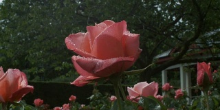 一个巨大的银禧玫瑰花覆盖在雨滴。