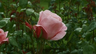 一朵中度盛开的银禧玫瑰，花朵芬芳。视频素材模板下载