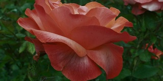 一种独特的大型杂交开花茶玫瑰。