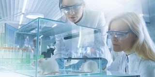 两名女性医学研究科学家正在检查关在玻璃笼子里的实验鼠。他们在一个明亮的现代实验室工作。