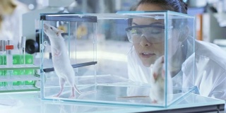 医学研究科学家检查玻璃笼子里的实验老鼠。她在一个灯光实验室工作。